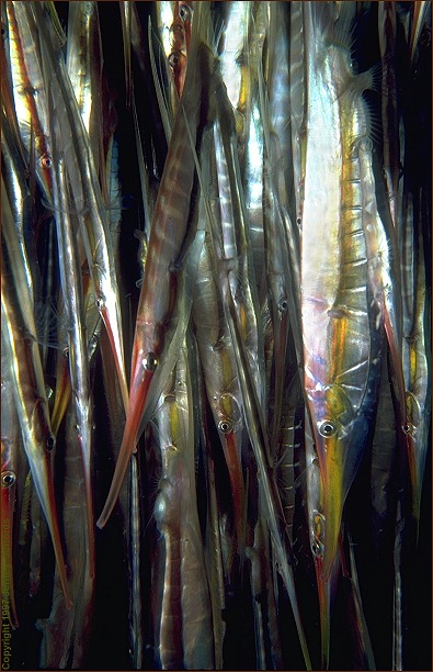 school of razorfish (#69 , added 14 April '98)