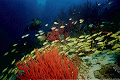 reef scene-- yellowstriped snapper school