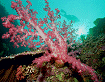 reef scene-- soft coral and diver
