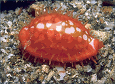 Cribraria cowry [102K]
