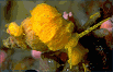 yellow sea snail (#85A)