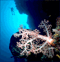 soft coral reef scene (#72A)