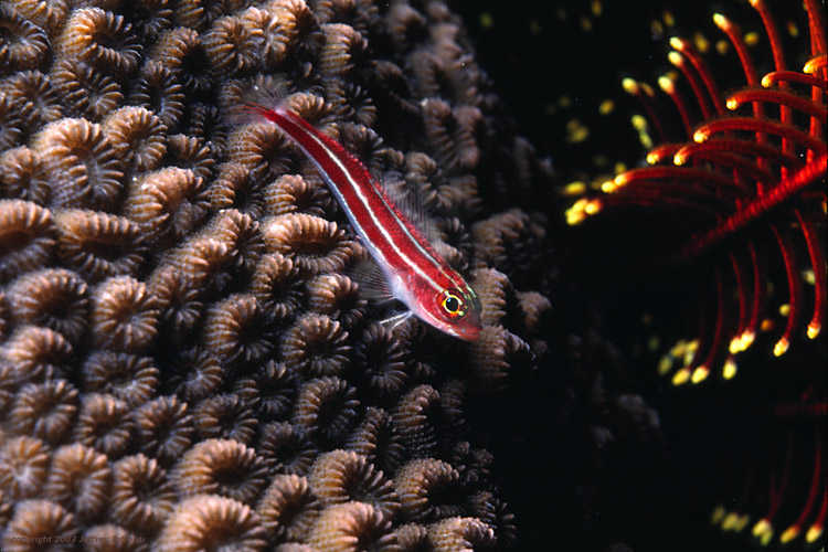 Striped Triplefin [132k]